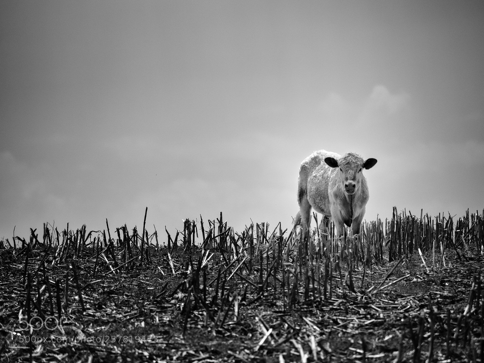 Olympus OM-D E-M1 Mark II sample photo. Untitled photography