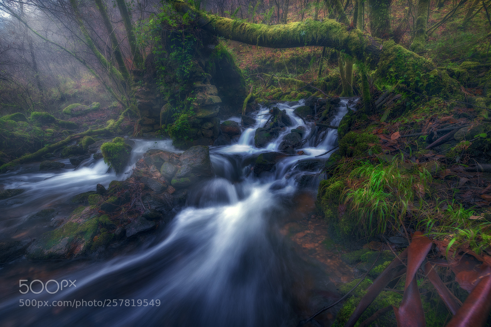 Nikon D850 sample photo. Lights in the forest photography