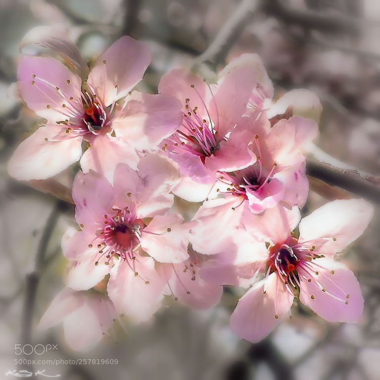 Panasonic Lumix DMC-FZ200 sample photo. Spring photography