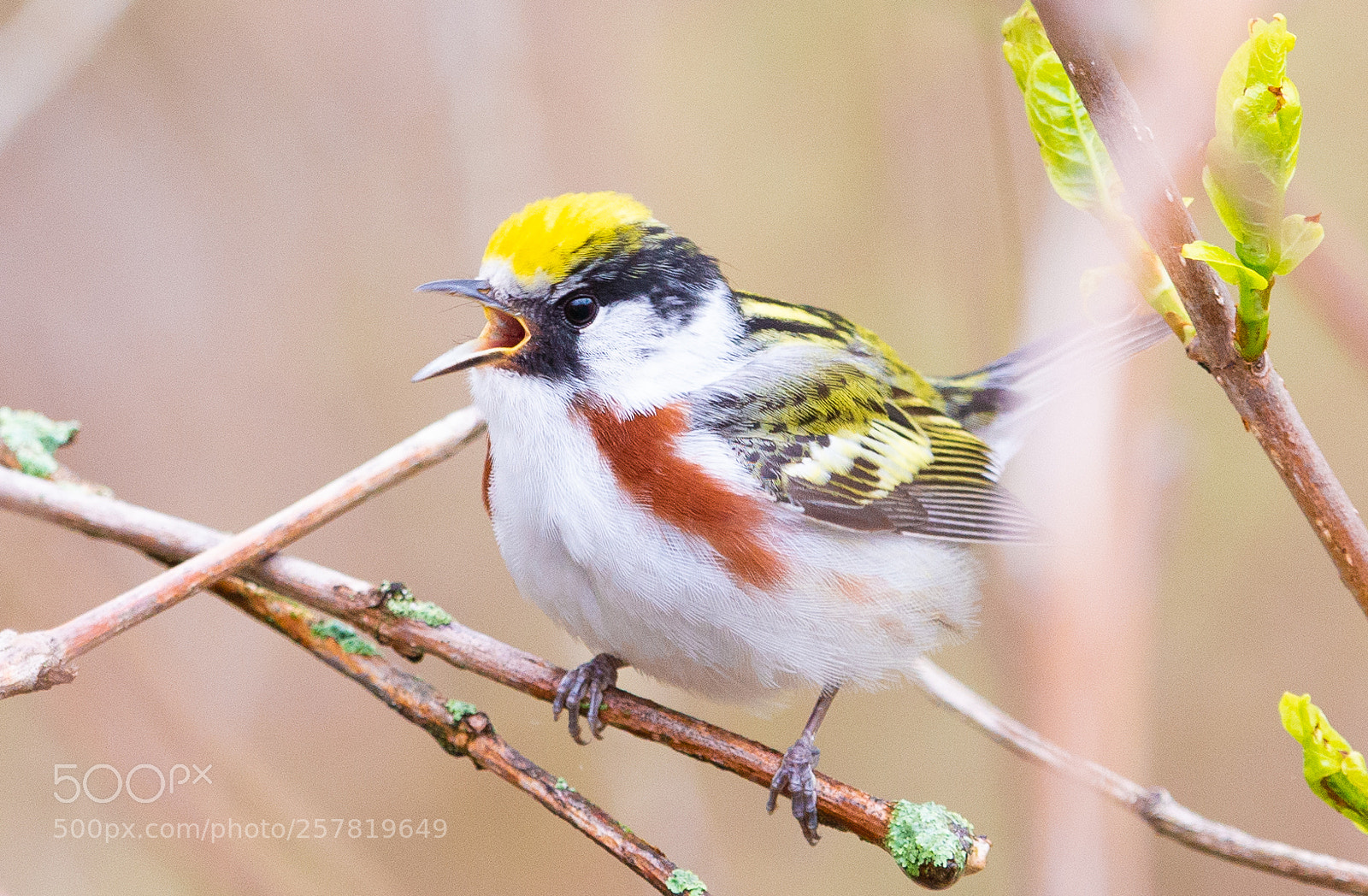 Nikon D610 sample photo. Male chestnut warbler singing photography