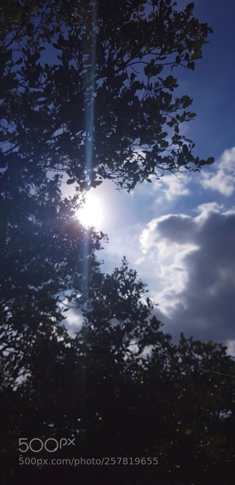 Samsung Galaxy S8+ sample photo. Light through the leaves photography