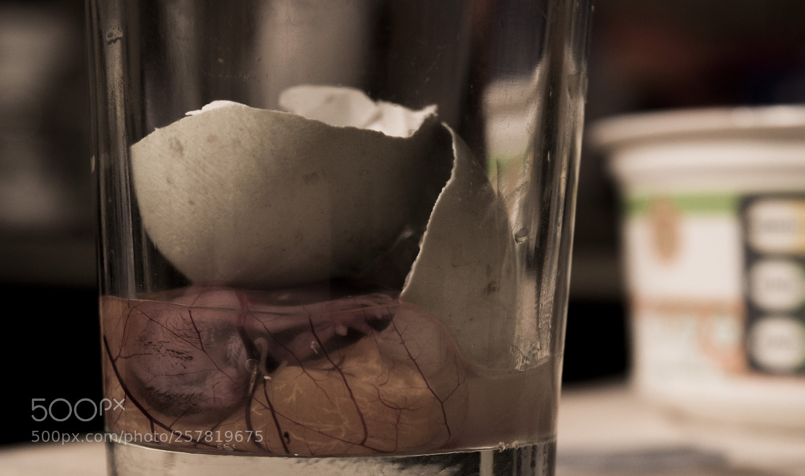 Nikon D5500 sample photo. Egg photography