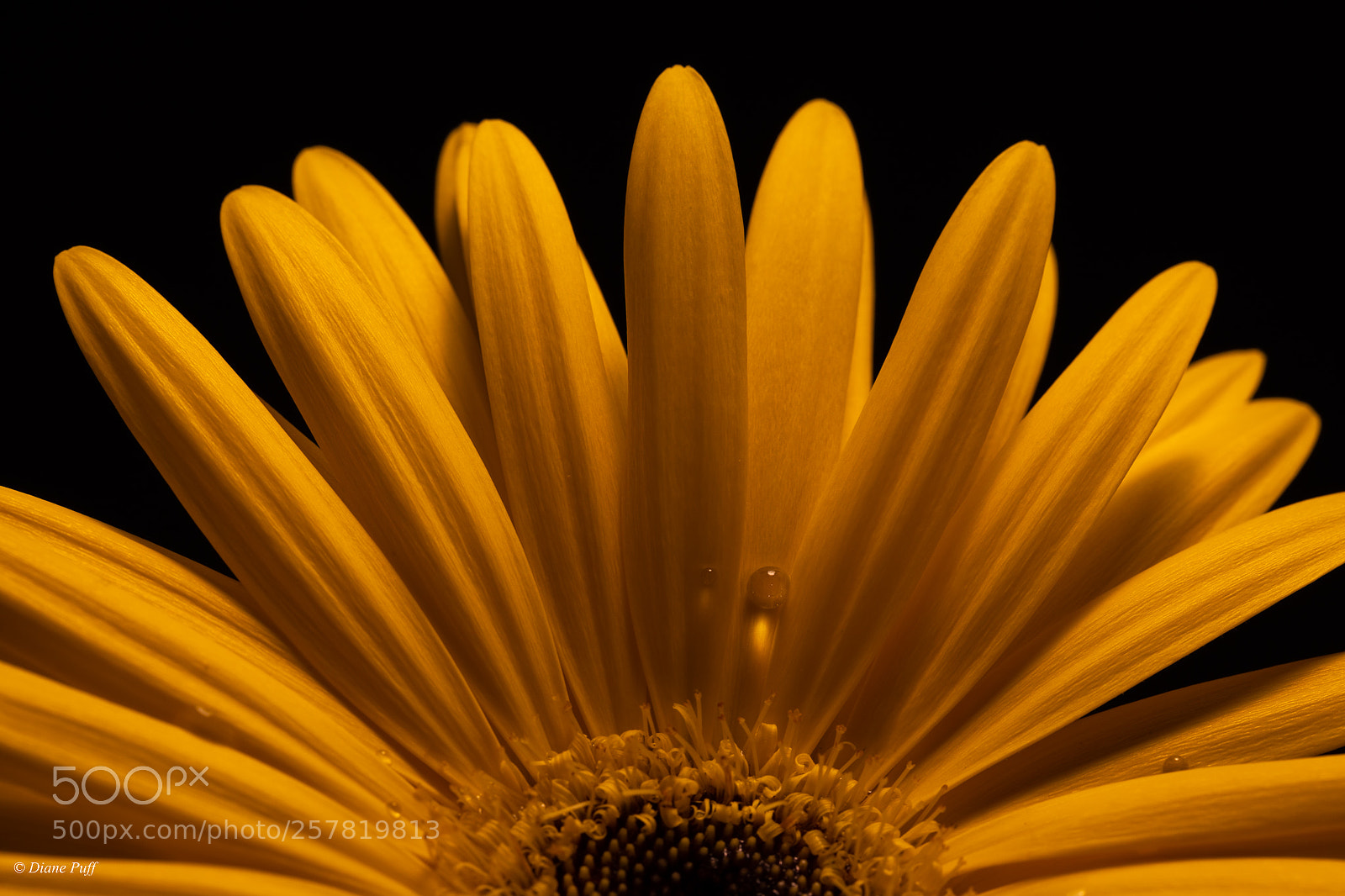 Canon EOS 6D sample photo. Gerbera sunny side photography