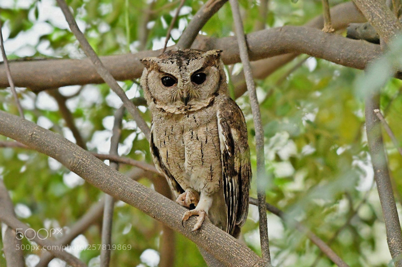 Nikon D500 sample photo. Indian scopes owl photography