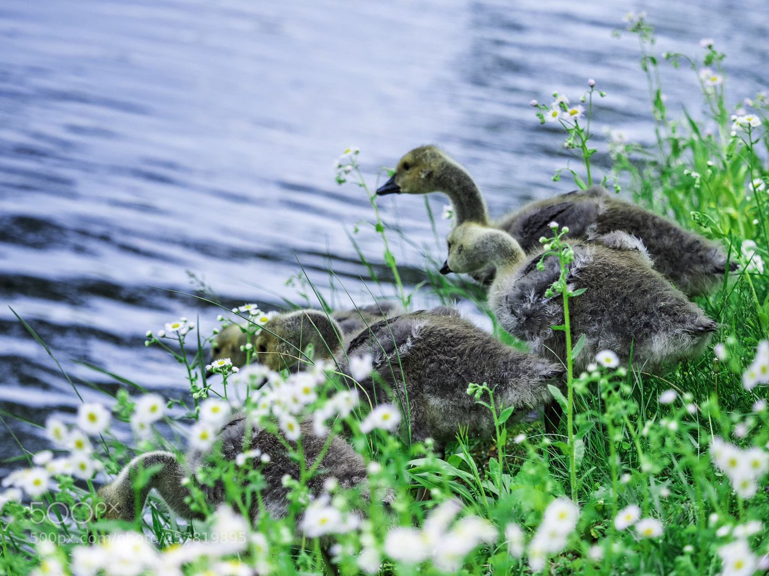 Olympus OM-D E-M1 Mark II sample photo. Untitled photography