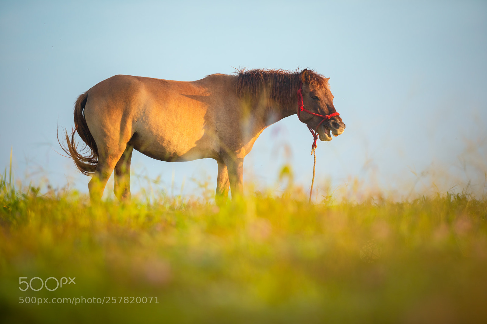 Canon EOS 6D Mark II sample photo. Horse grazing in a photography