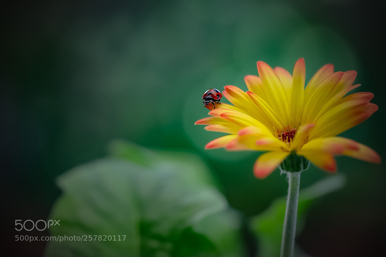 Canon EOS 6D Mark II sample photo. Happiness is not a photography