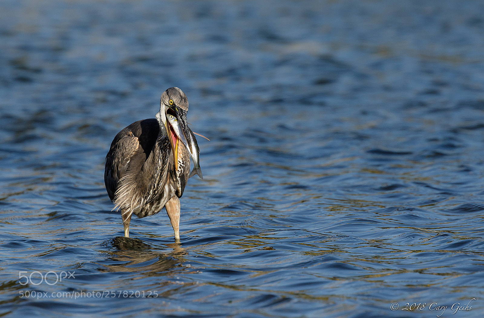 Canon EOS 7D Mark II sample photo. Eye to eye photography