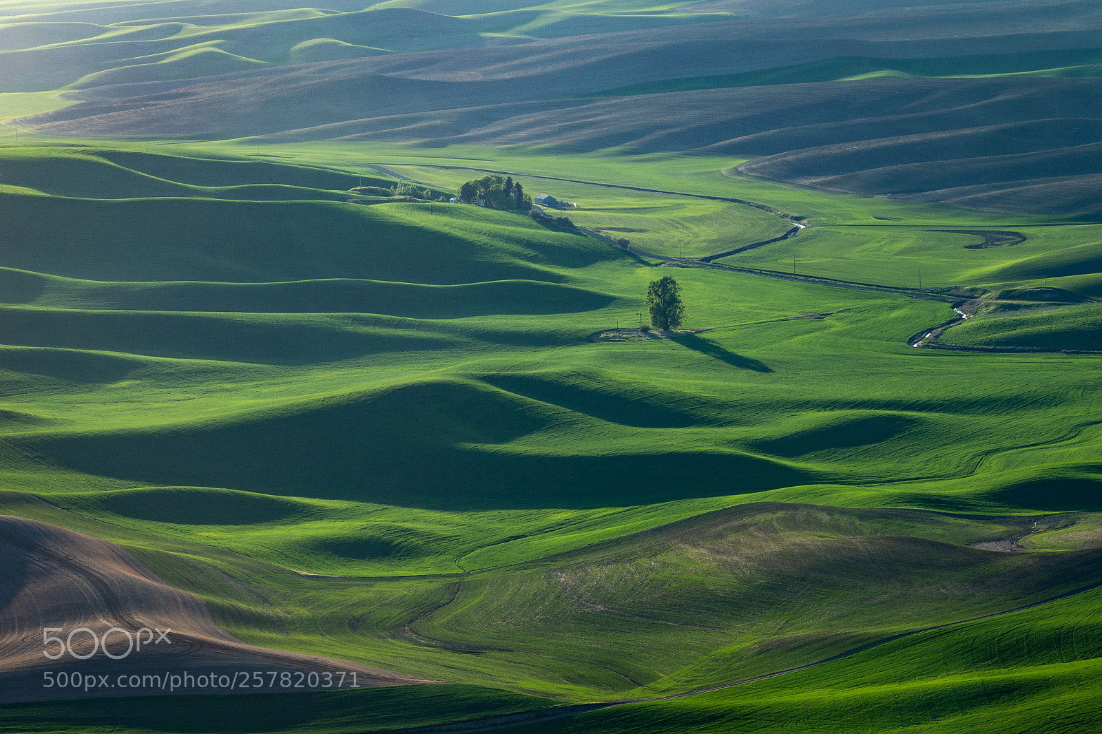 Canon EOS-1D X sample photo. Palouse spring photography