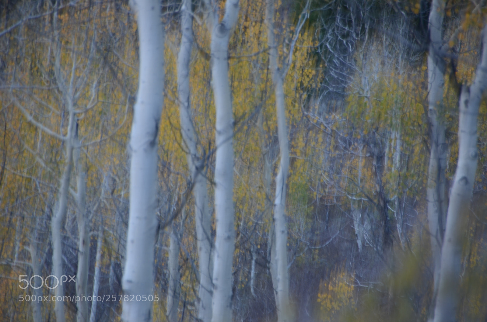 Nikon D7000 sample photo. Aspen impressionism photography