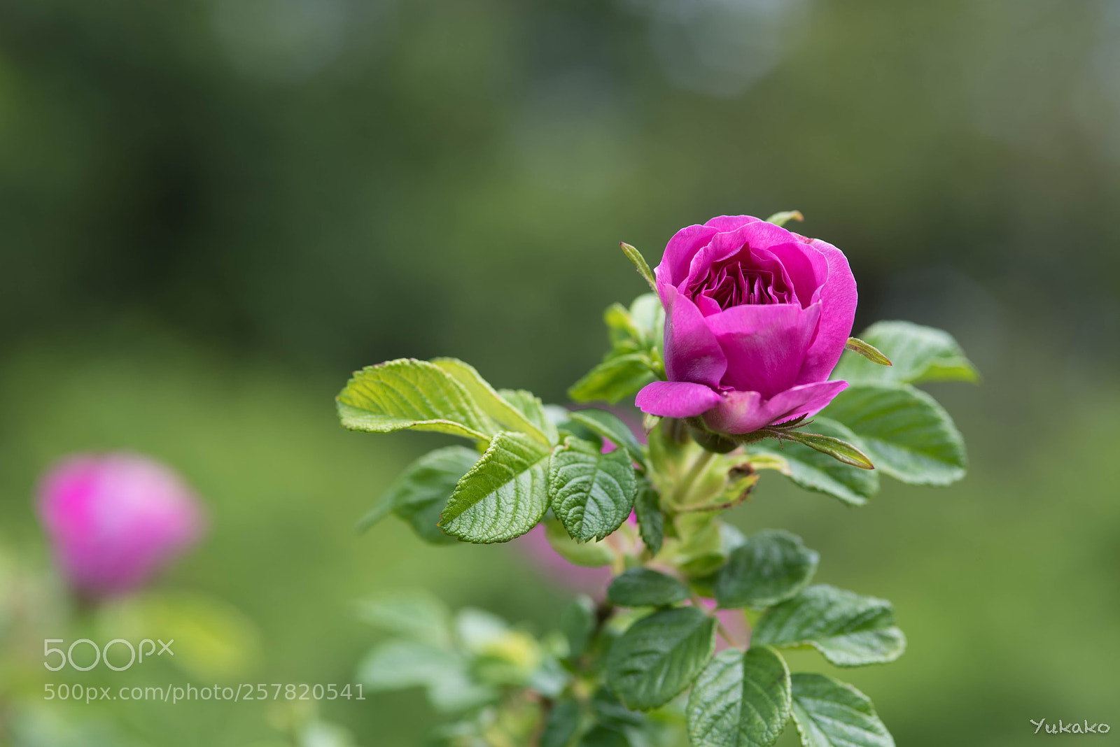 Nikon D750 sample photo. Rose photography