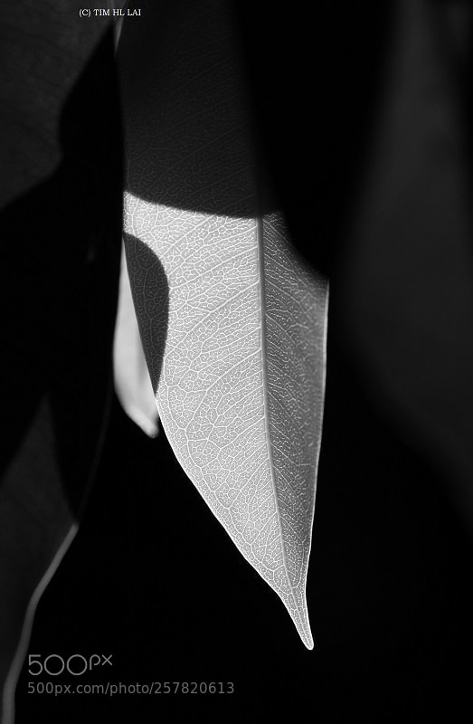 Sony SLT-A77 sample photo. New tip photography