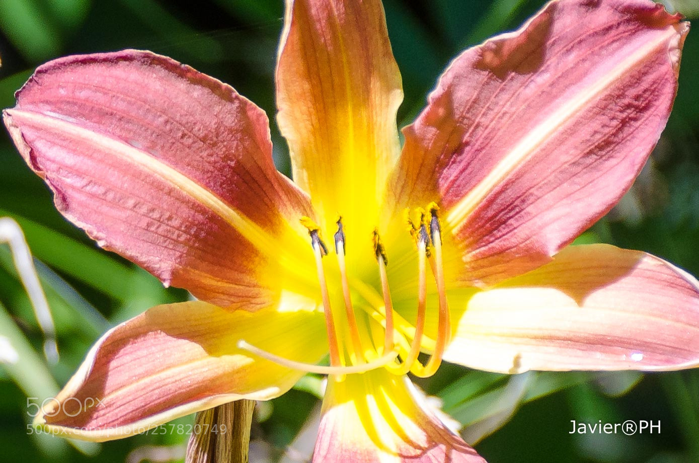 Nikon D5100 sample photo. Ephemeral natural wonder photography