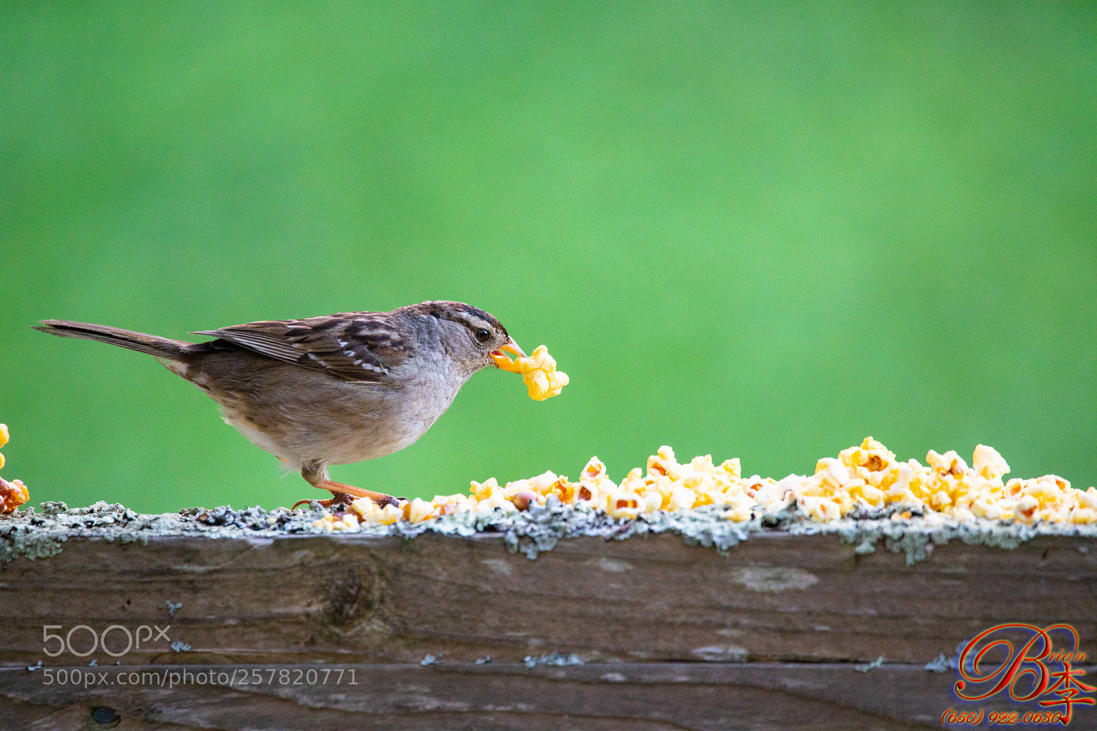 Canon EOS 5D Mark IV sample photo. Bird photography