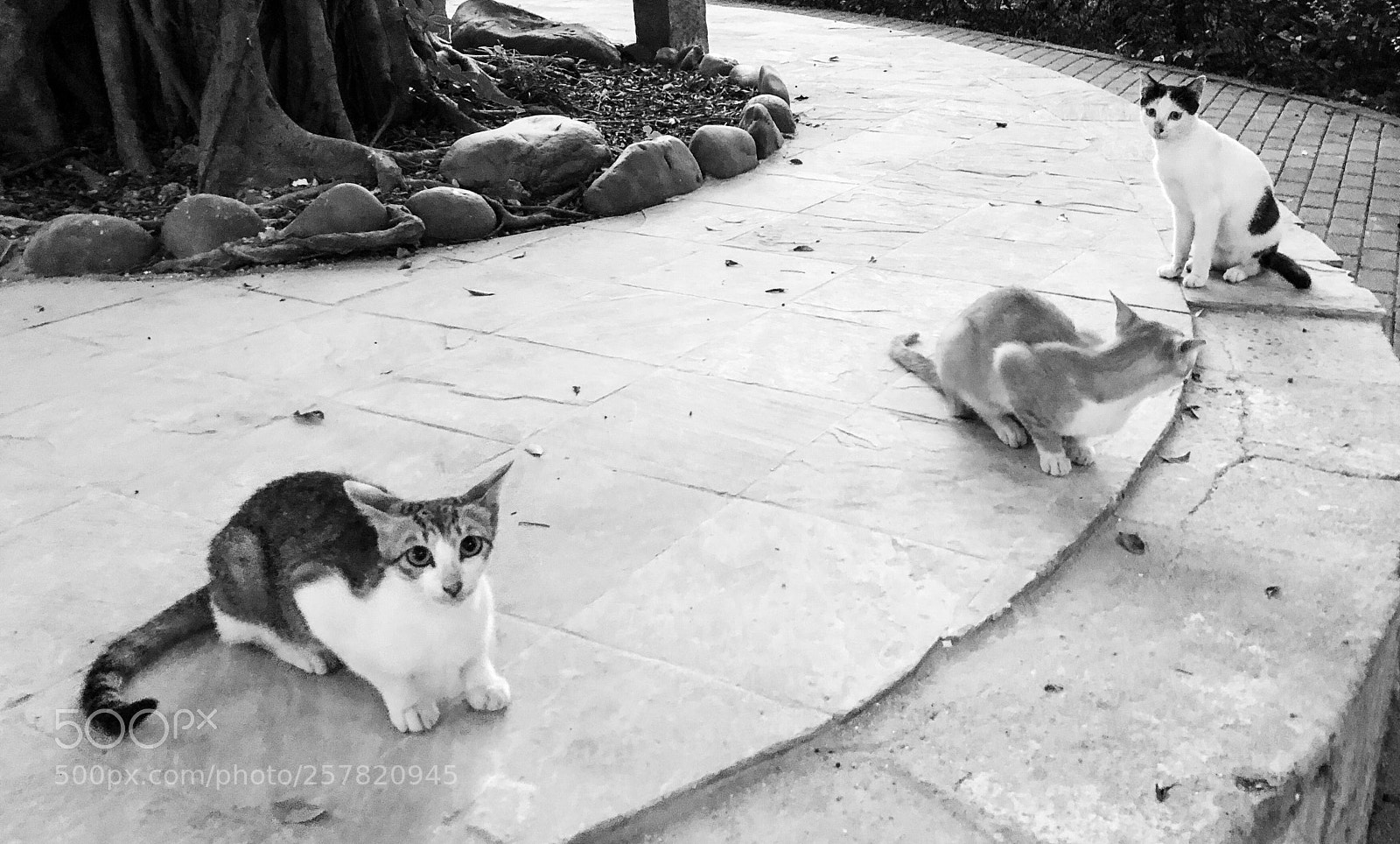 Apple iPhone X sample photo. Untitled photography