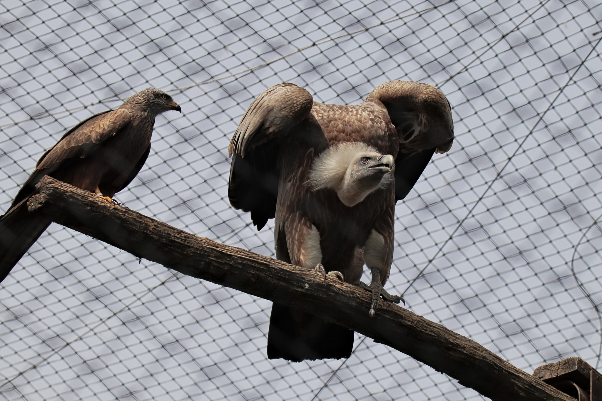 Canon EOS M50 (EOS Kiss M) sample photo. Img photography