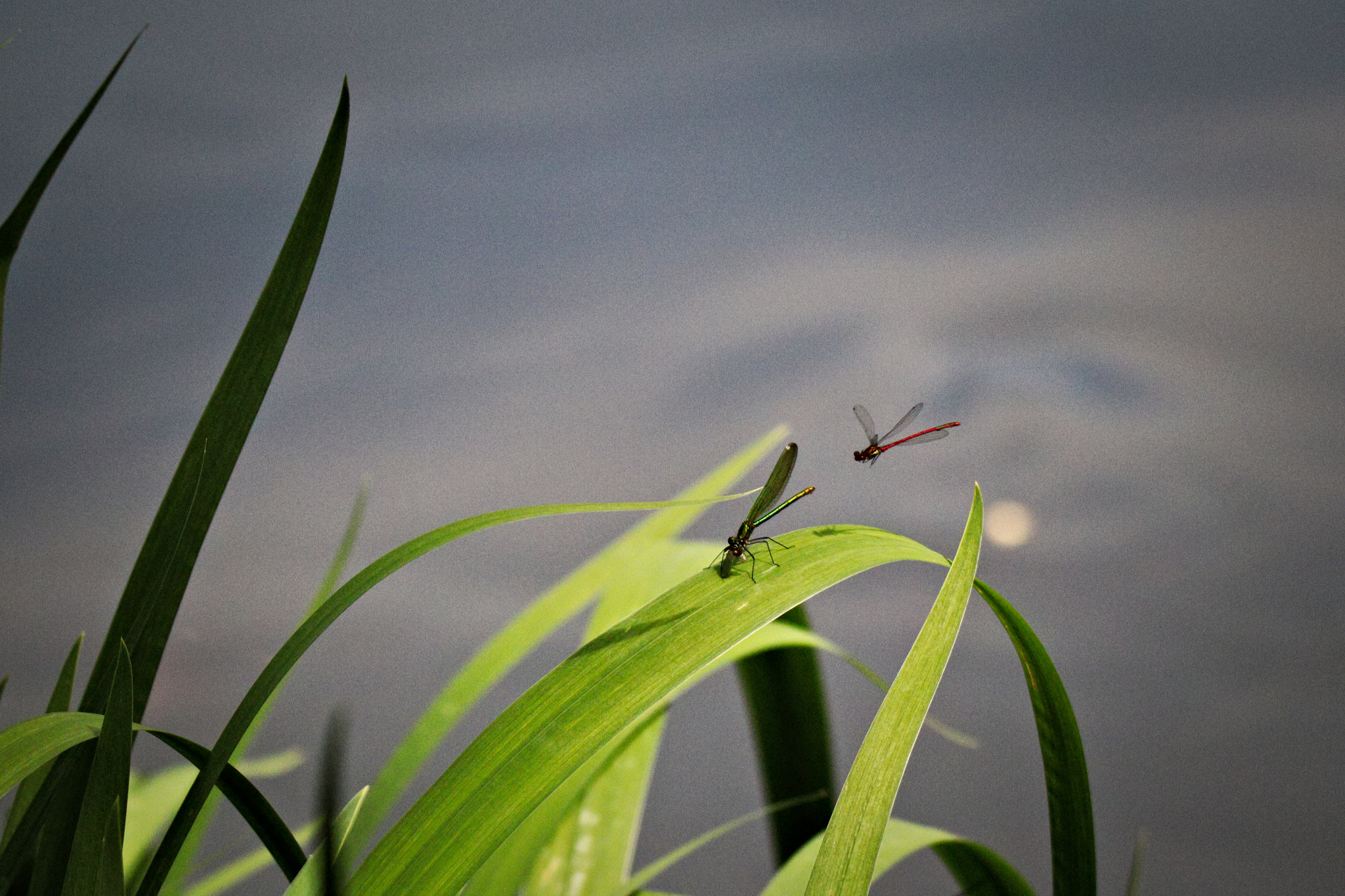 Canon EOS M50 (EOS Kiss M) sample photo. Img photography