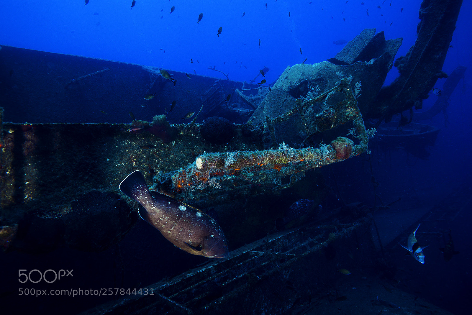 Nikon D800E sample photo. Zenobia marine life photography