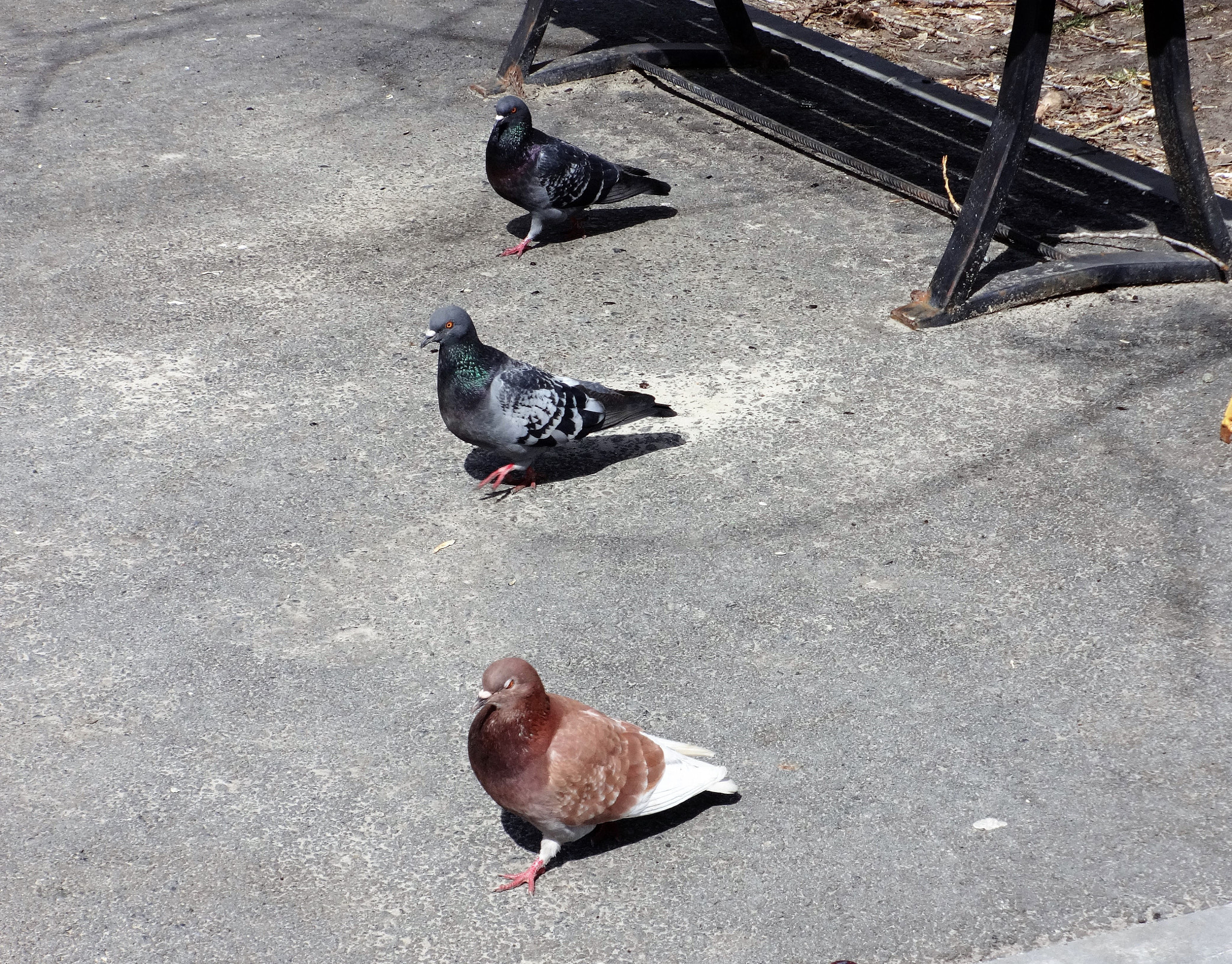 Sony Cyber-shot DSC-WX80 sample photo. Pigeon photography
