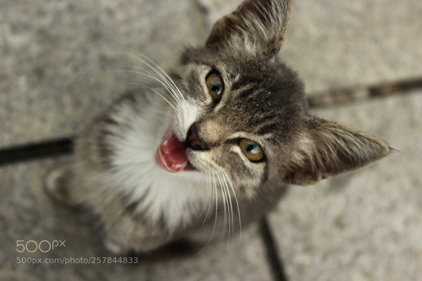 Canon EOS 1200D (EOS Rebel T5 / EOS Kiss X70 / EOS Hi) sample photo. A little cute cat photography