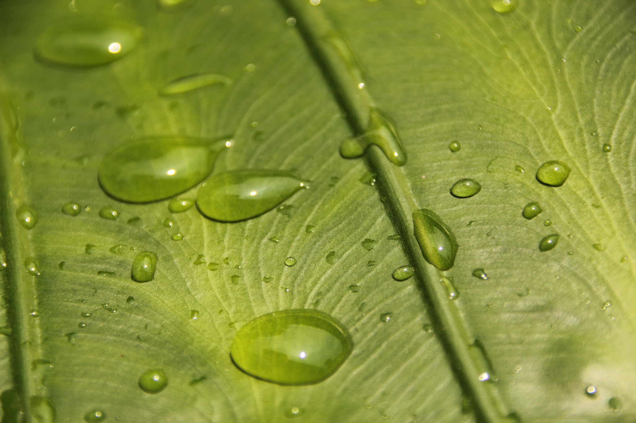 Canon EF 75-300mm F4.0-5.6 IS USM sample photo. Leaves water drops photography