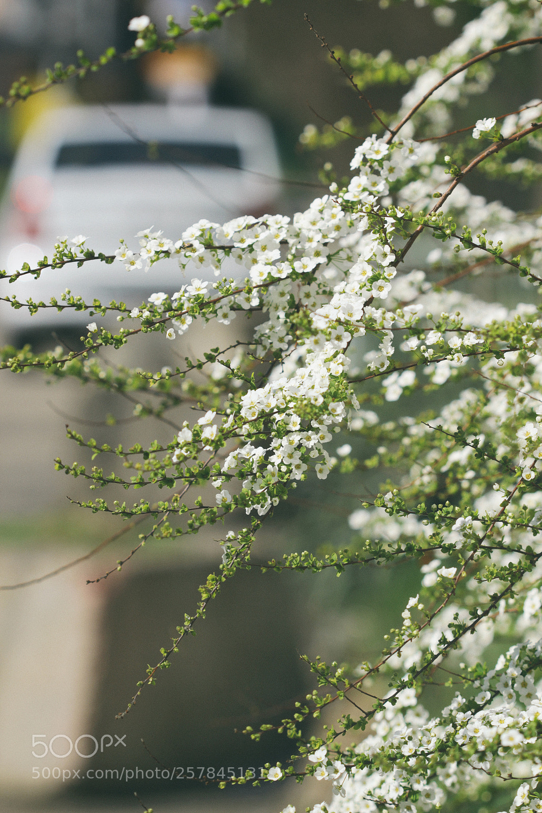 Canon EOS 600D (Rebel EOS T3i / EOS Kiss X5) sample photo. Flowering bush photography