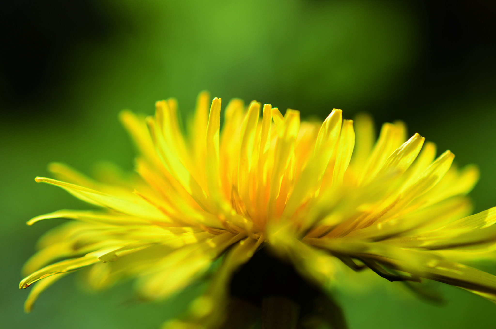 Nikon AF-S DX Micro Nikkor 40mm F2.8 sample photo. Dandelion photography