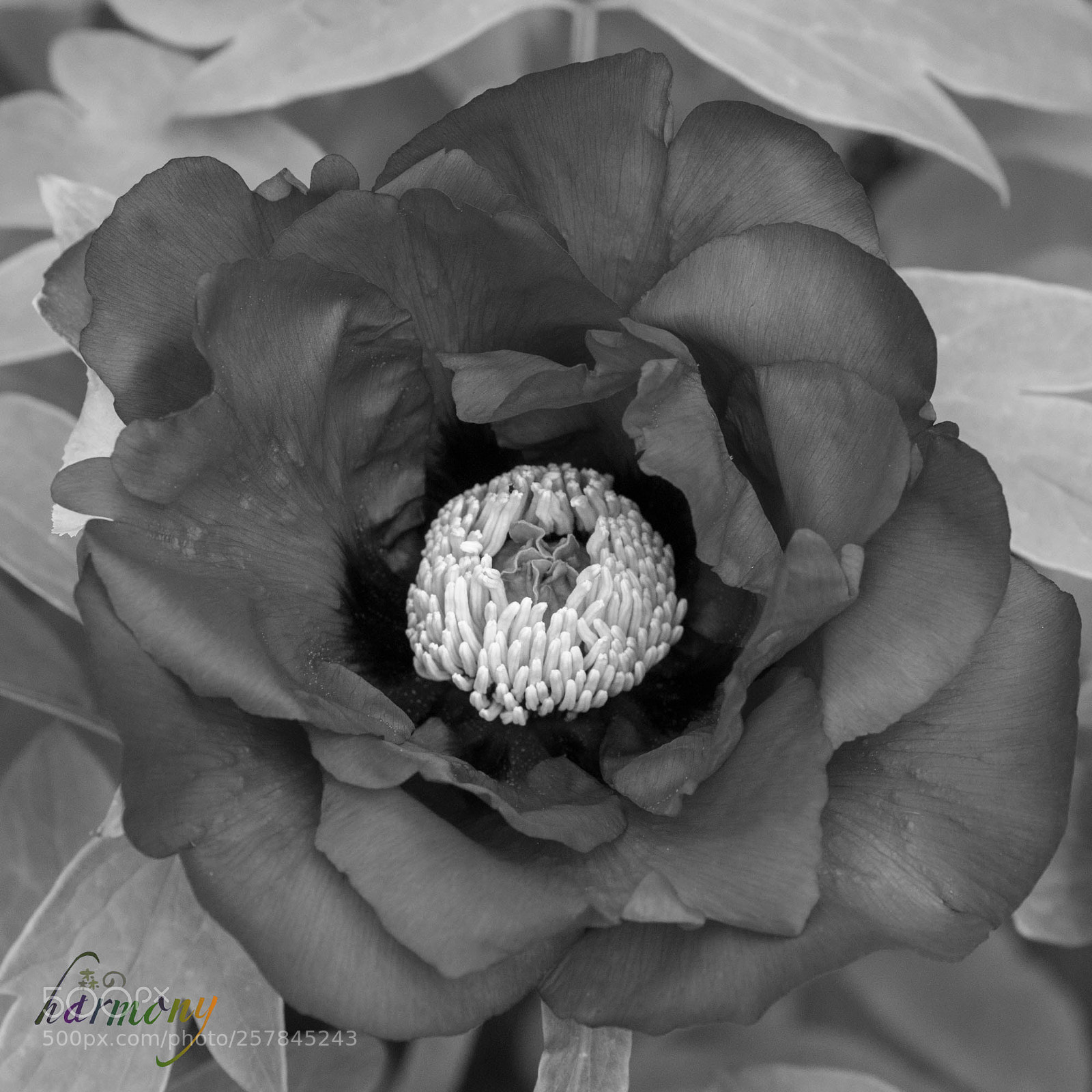 Canon EOS 70D sample photo. Colorless peony photography