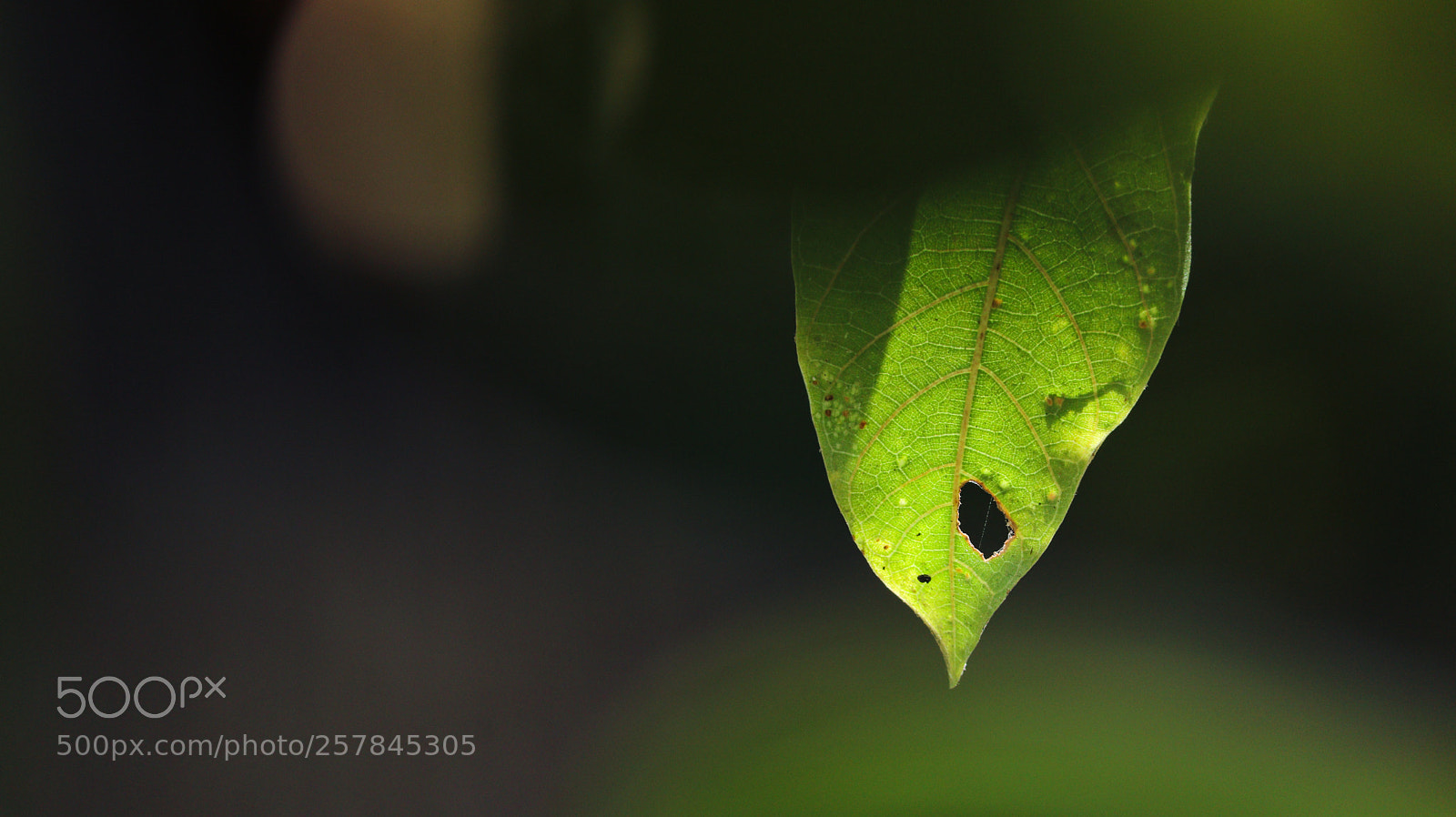 Canon EOS 80D sample photo. Glow photography