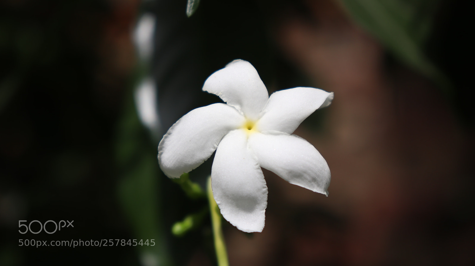 Canon EOS 800D (EOS Rebel T7i / EOS Kiss X9i) sample photo. White flower close up photography