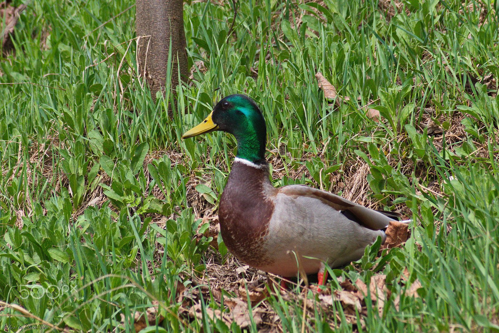 Canon EOS 1300D (EOS Rebel T6 / EOS Kiss X80) sample photo. Wild duck posing photography