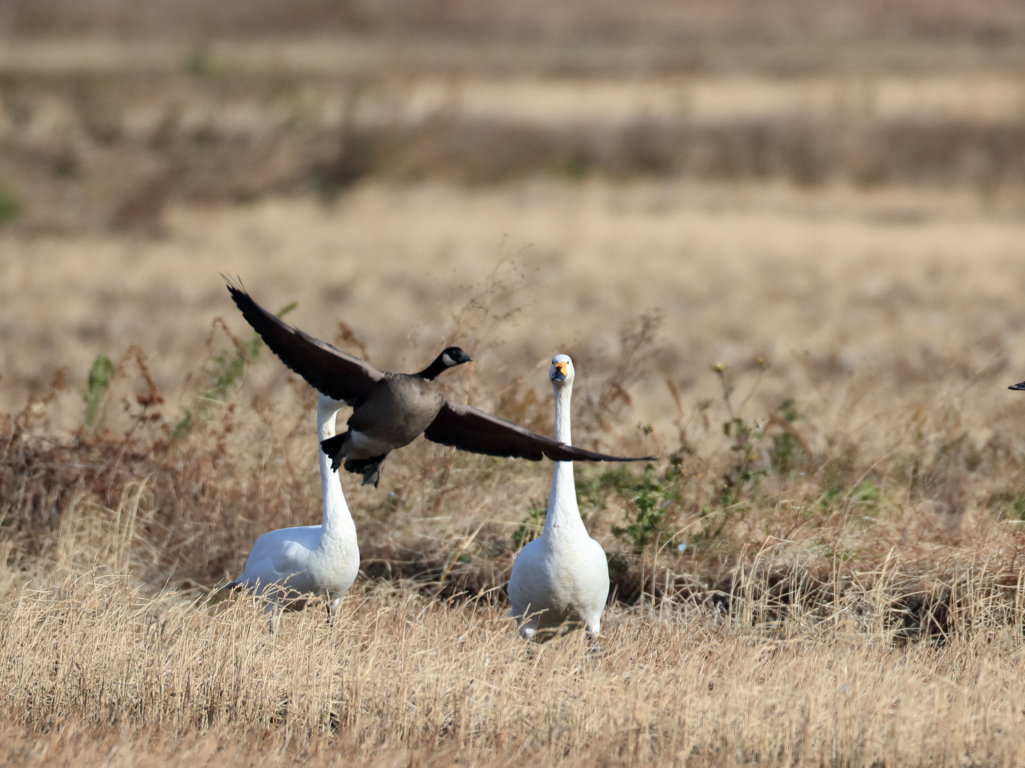 Canon EOS-1D X Mark II + Canon EF 800mm F5.6L IS USM sample photo. シジュウカラガン cackling boose photography