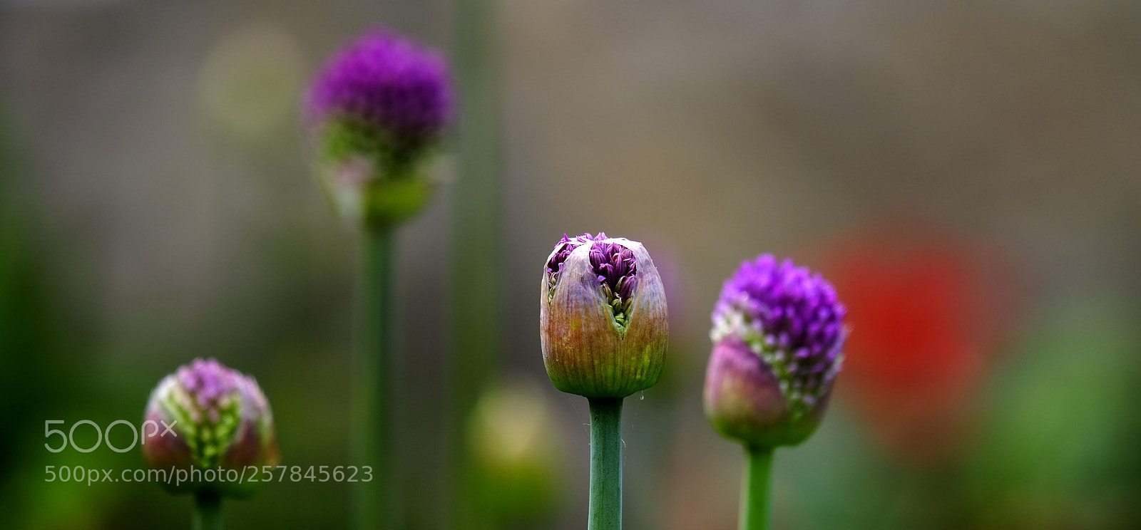 Fujifilm X-H1 sample photo. Alliums` season photography