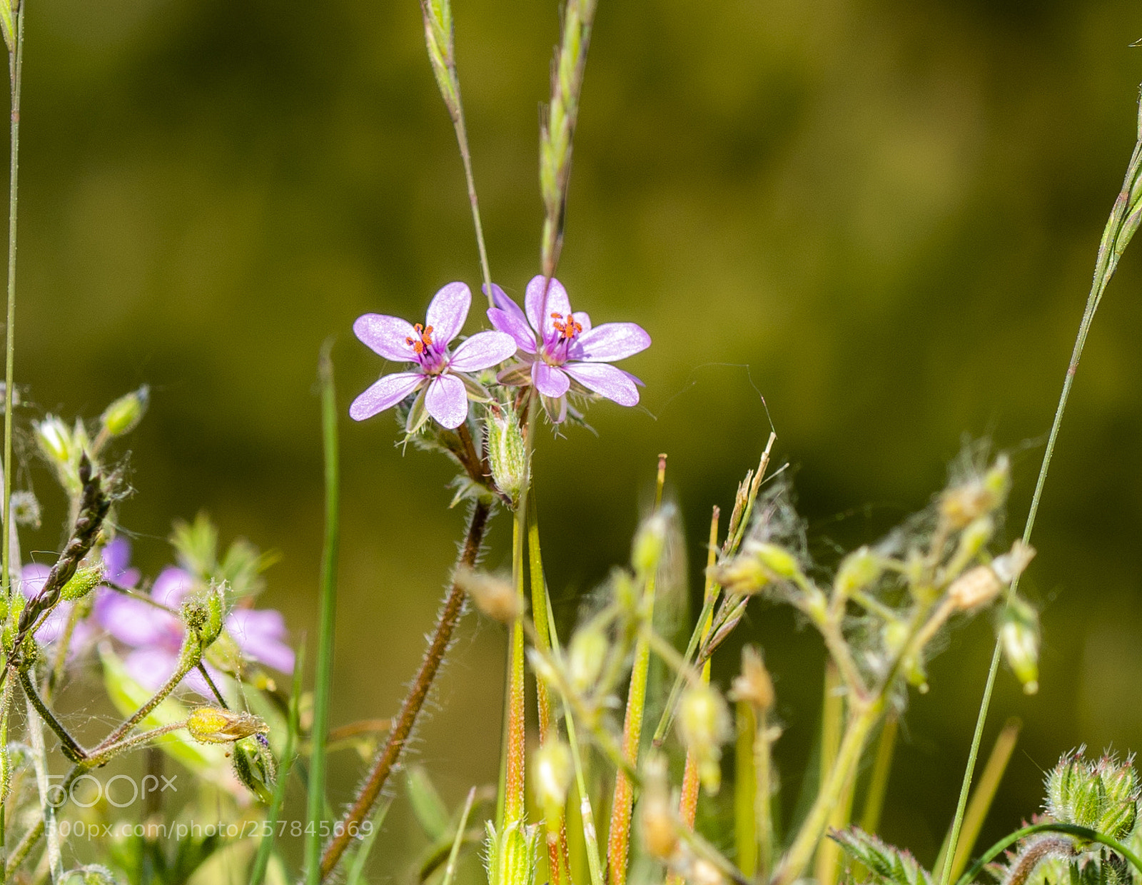 Sony a99 II sample photo. Dsc photography