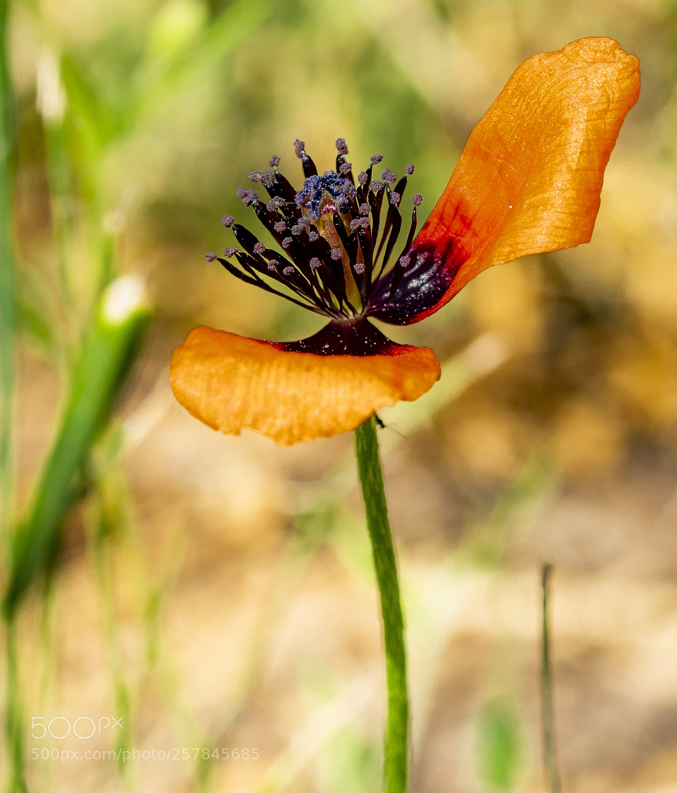 Sony a99 II sample photo. Dsc photography