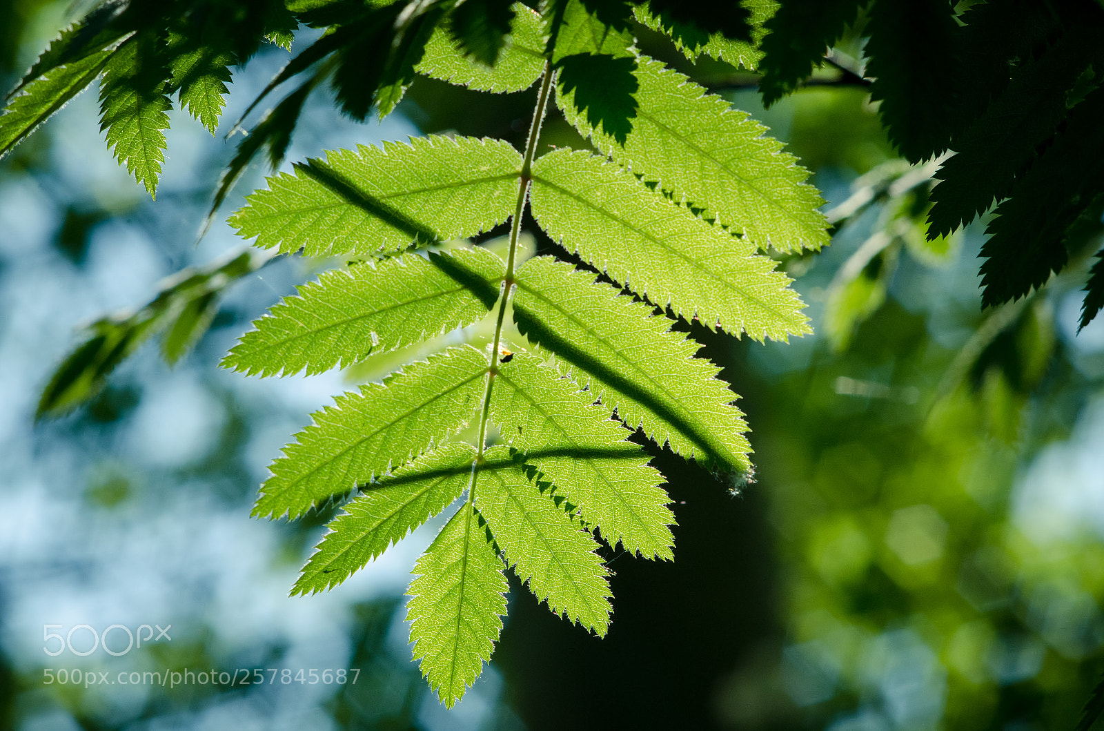 Nikon D7000 sample photo. Leaf photography