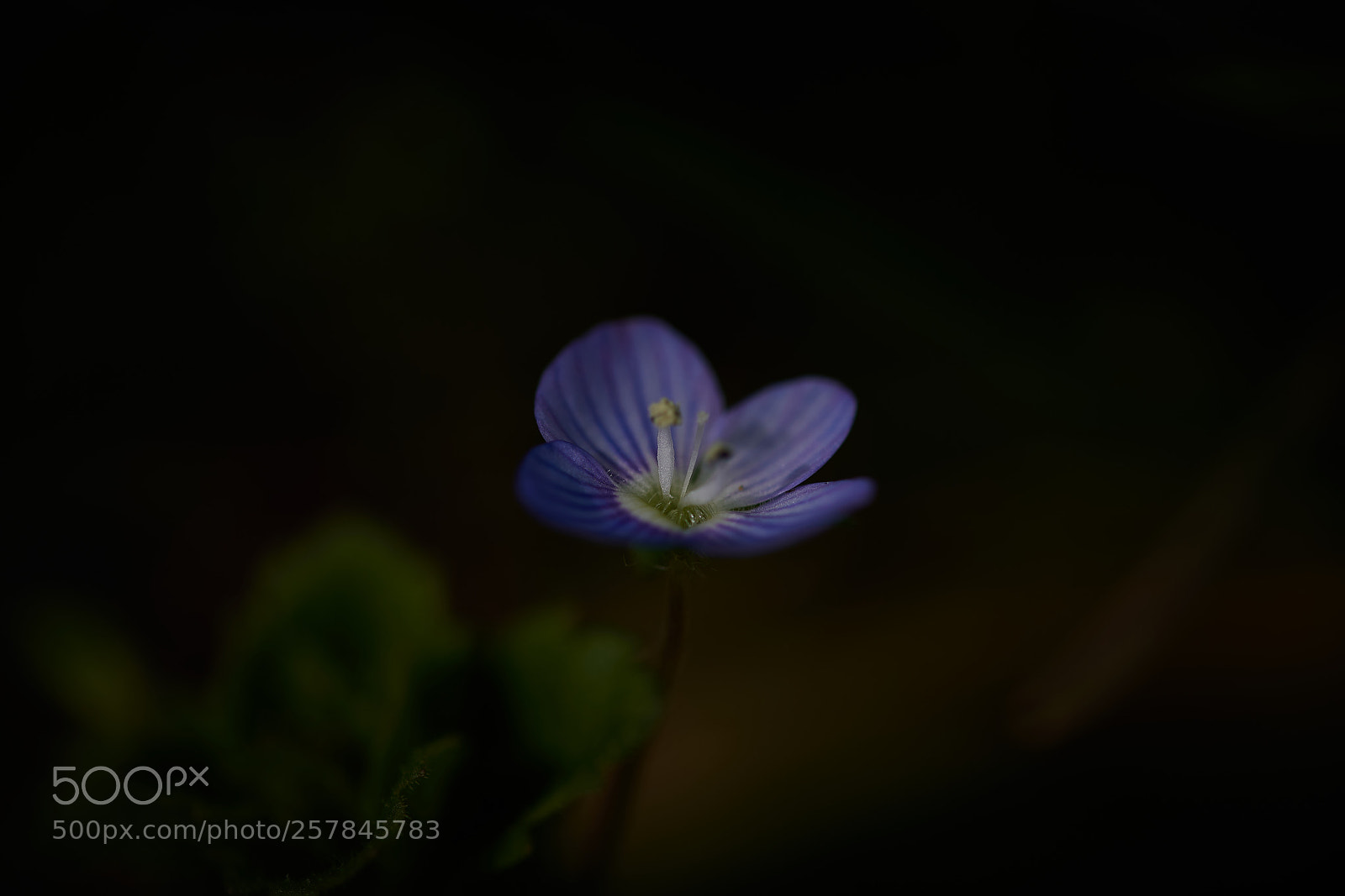 Sony a7R III sample photo. Fleur photography