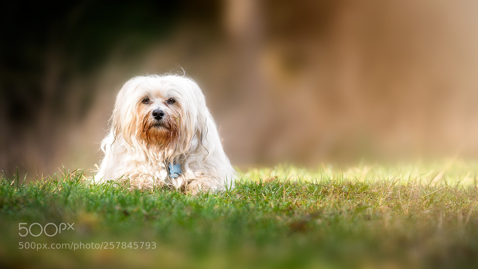 Sony a9 sample photo. Mika in der wiese photography