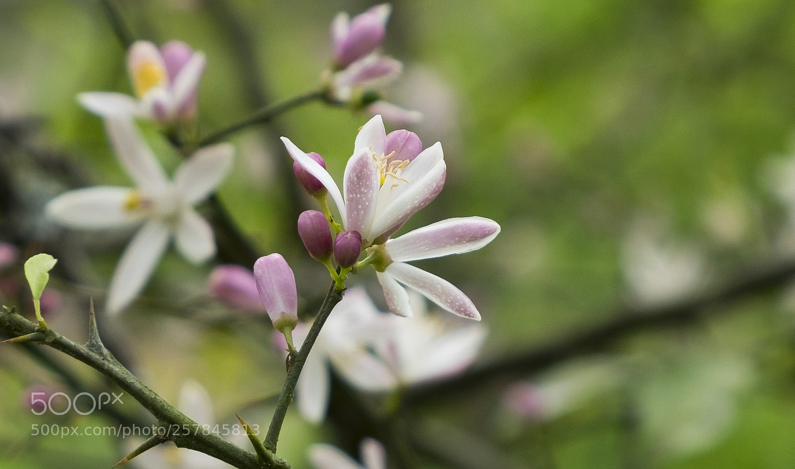 Fujifilm X-T10 sample photo. Close up blossom photography