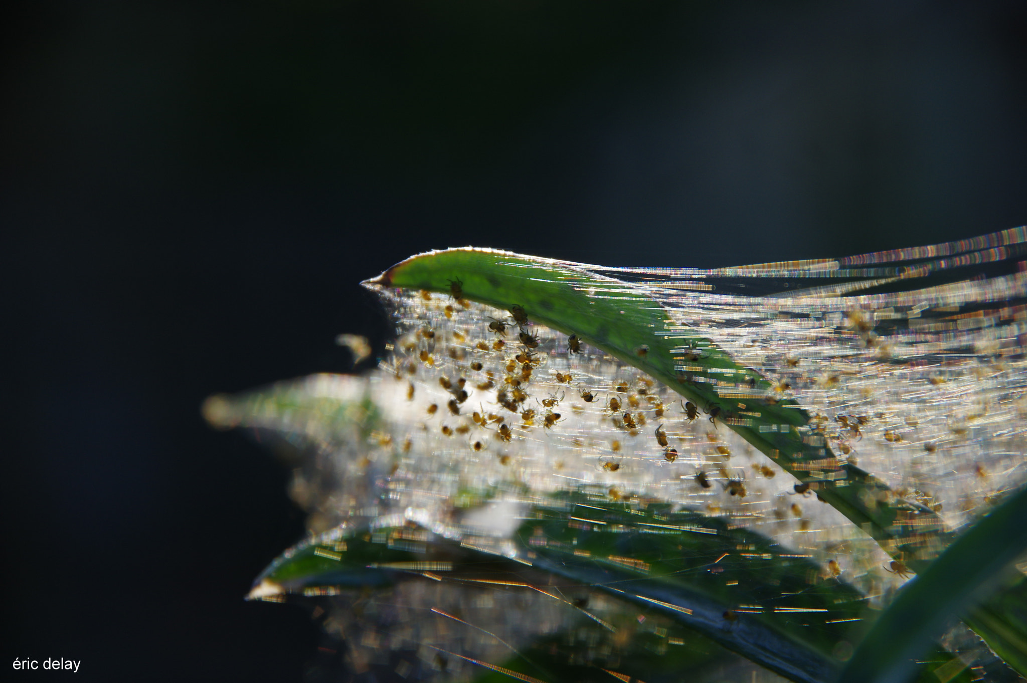 Pentax K-3 sample photo. Spider (beeuurrrkkkk !) photography