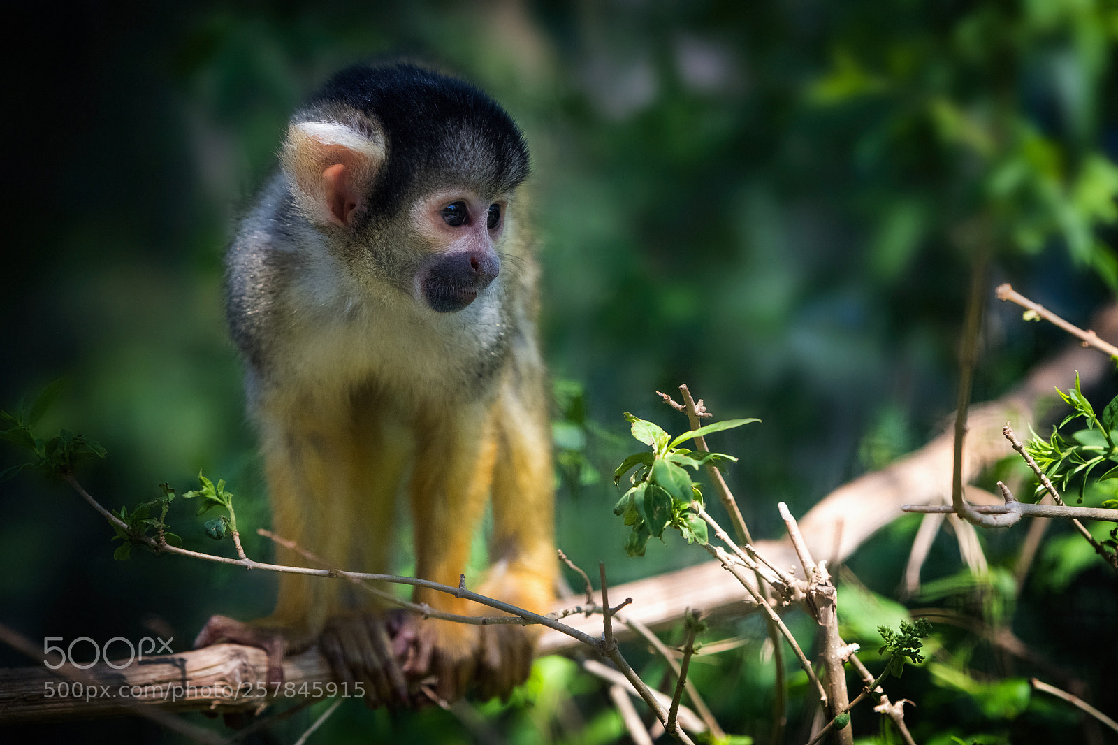 Nikon D850 sample photo. Little monkey photography