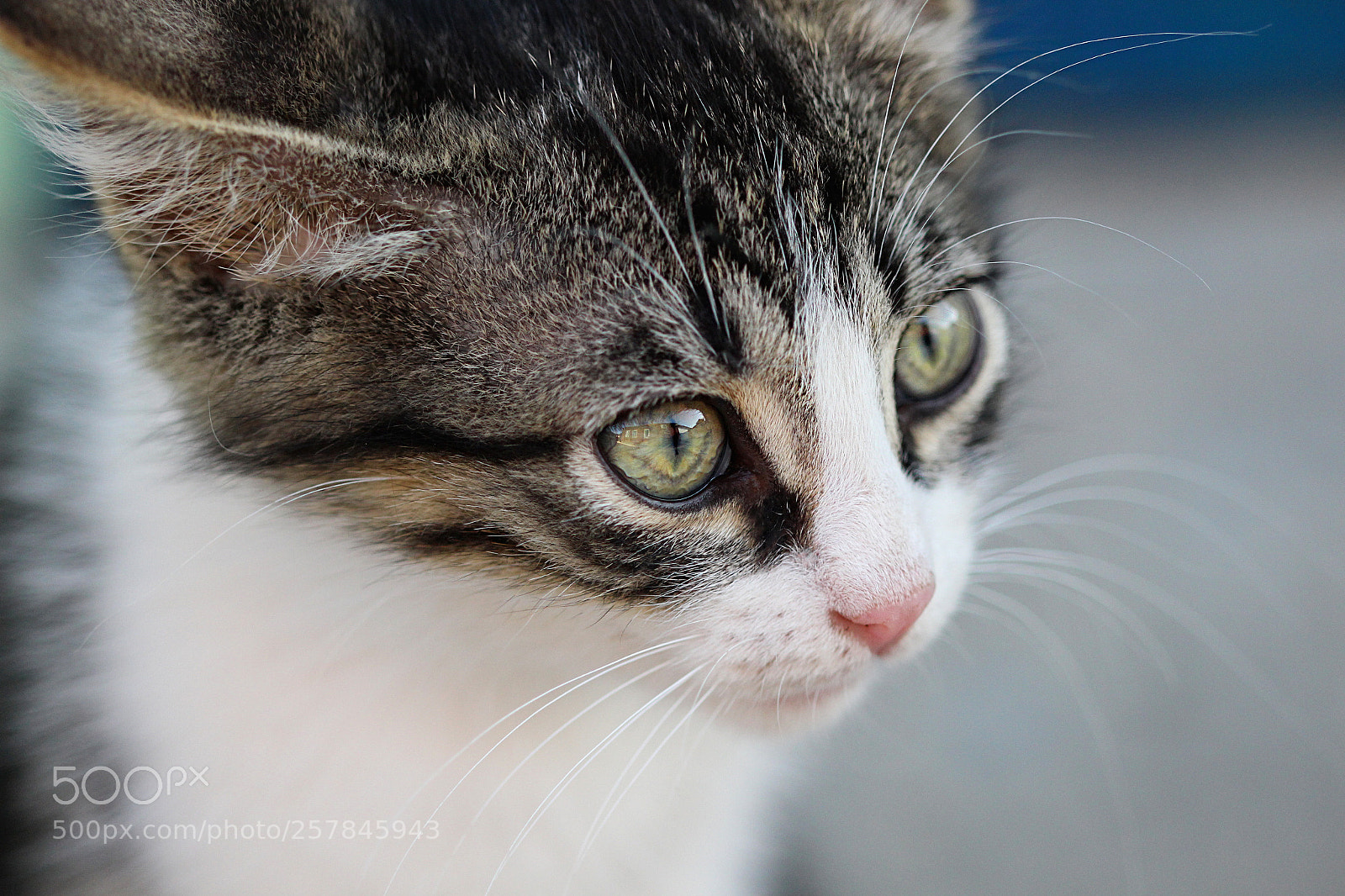 Canon EOS 600D (Rebel EOS T3i / EOS Kiss X5) sample photo. Scared photography