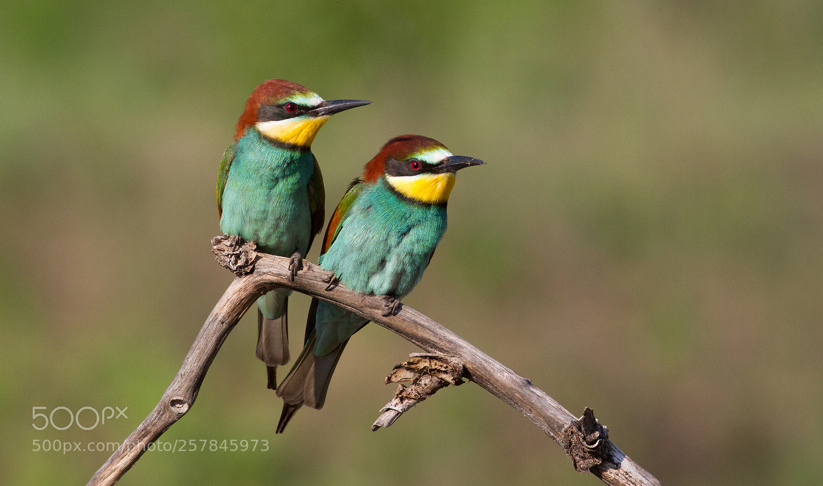 Canon EOS 7D sample photo. Bee eaters photography