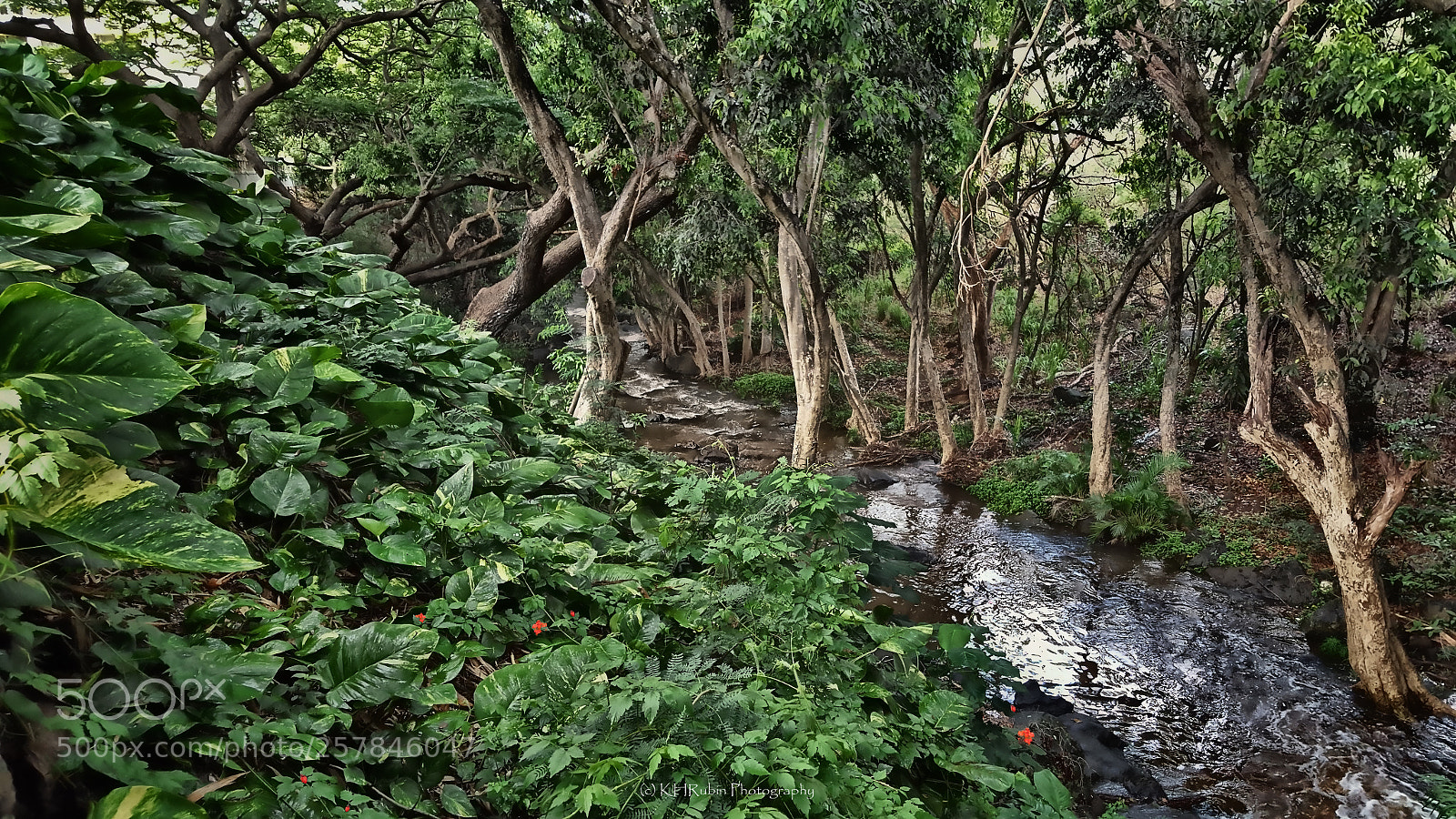 Samsung Galaxy S6 sample photo. Manoa forest stream photography