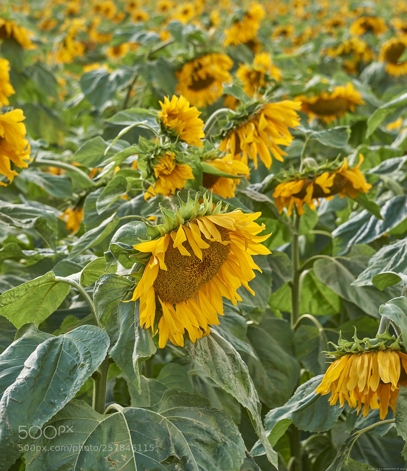 Nikon D810 sample photo. Sunflowers photography