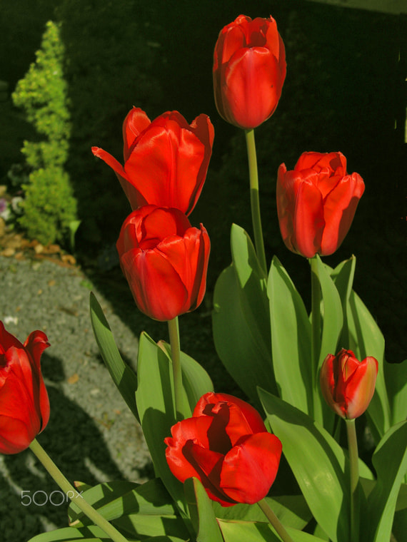 Olympus C5050Z sample photo. Les tulipes rouges photography