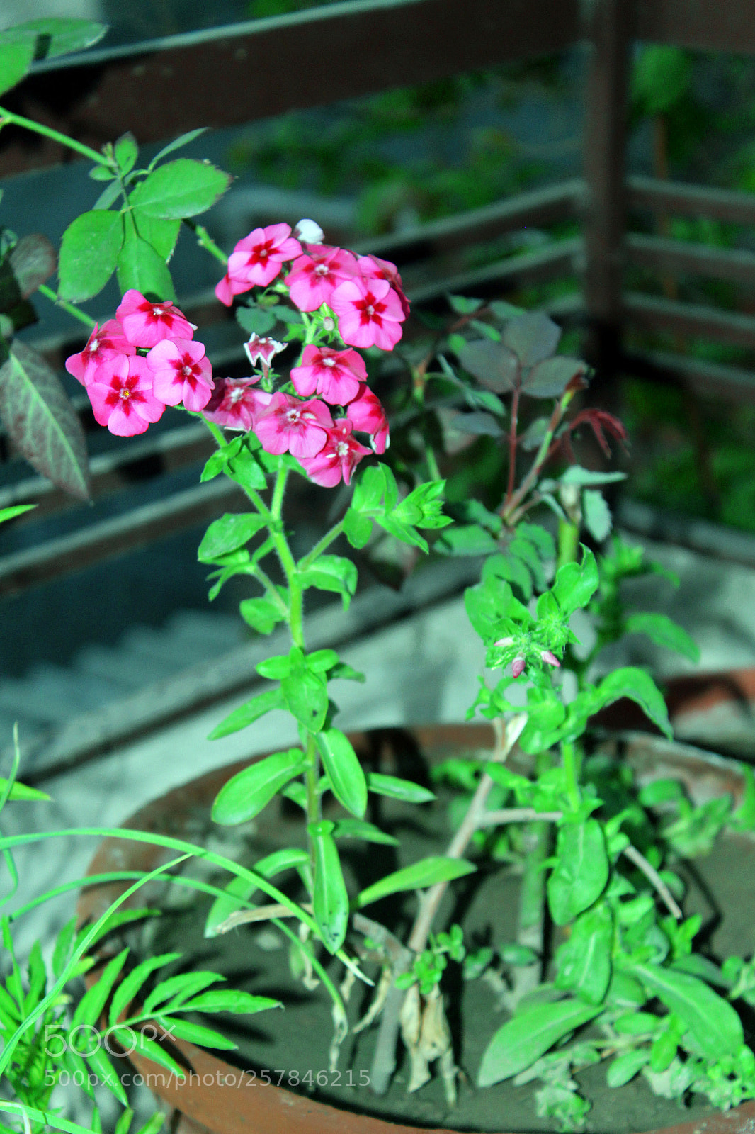 Canon EOS 700D (EOS Rebel T5i / EOS Kiss X7i) sample photo. Pink flower photography