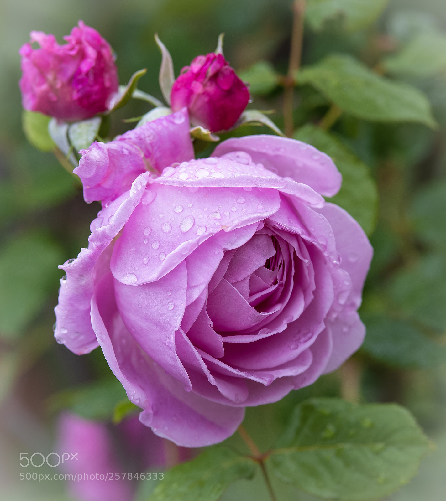 Nikon D800E sample photo. It rose wet with photography