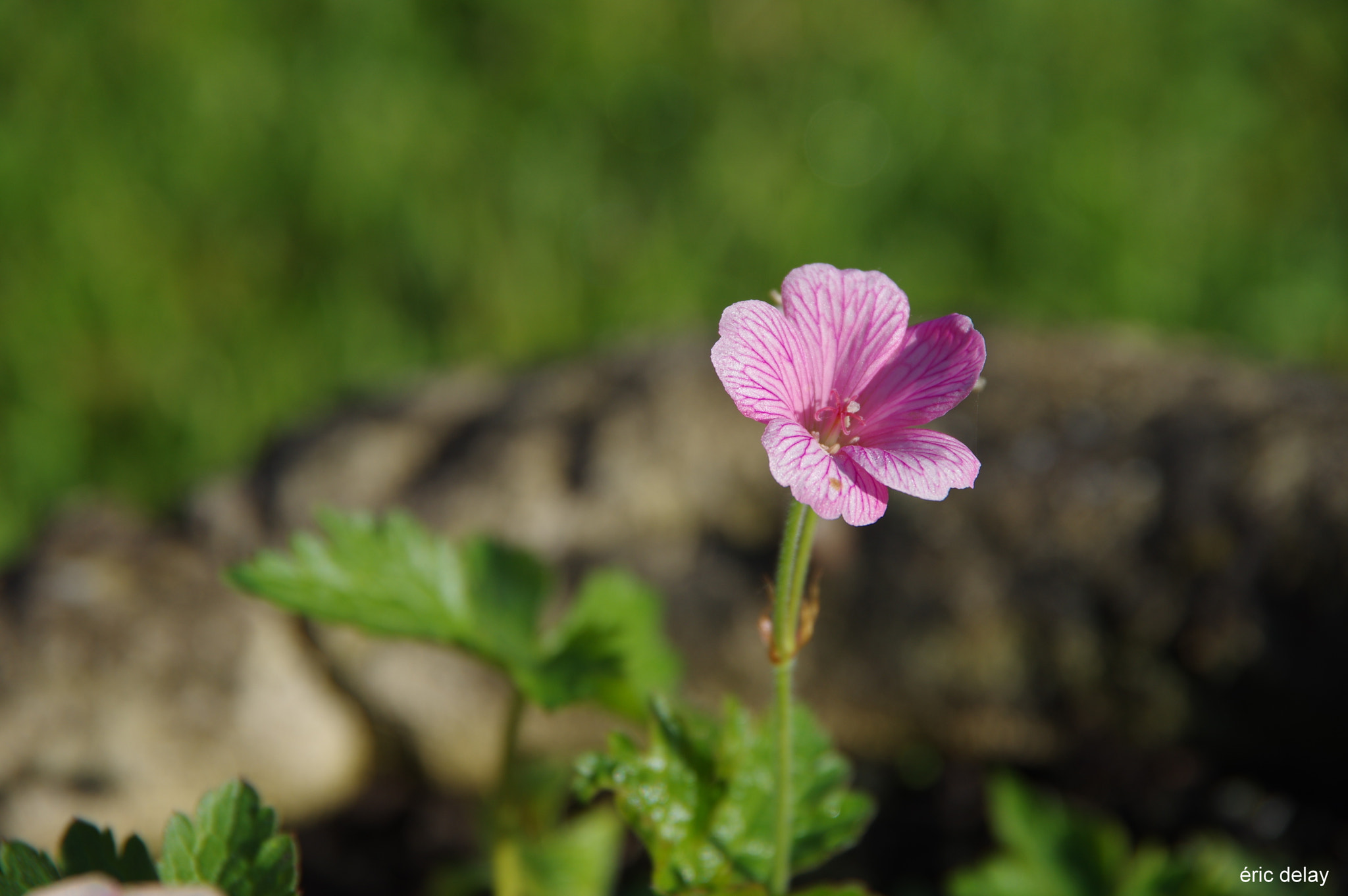 Pentax K-3 sample photo. Flower photography