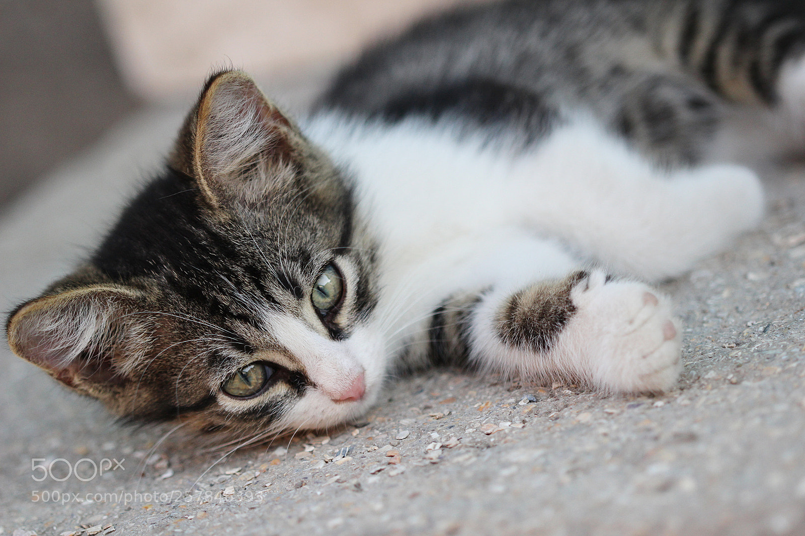 Canon EOS 600D (Rebel EOS T3i / EOS Kiss X5) sample photo. Ready to sleep photography